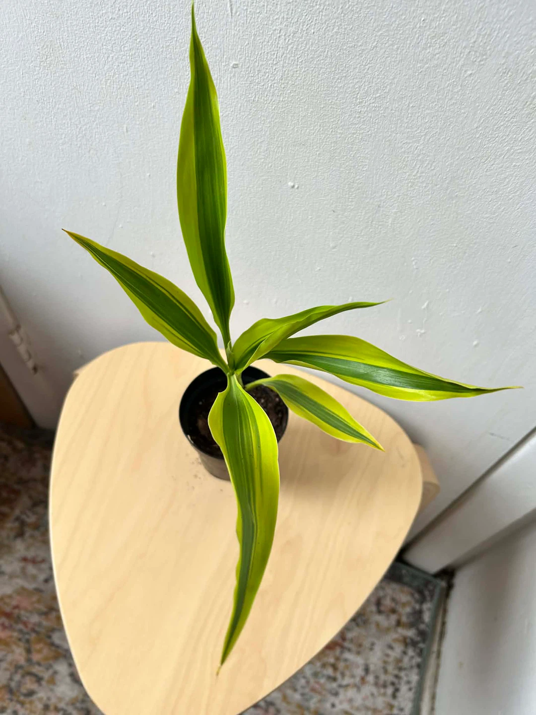 Dracaena