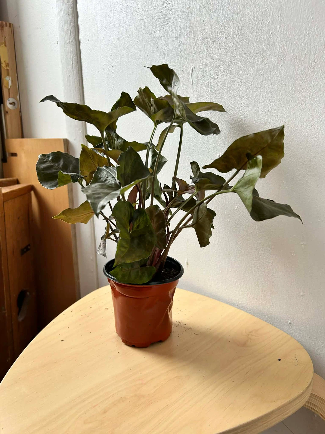 Syngonium
