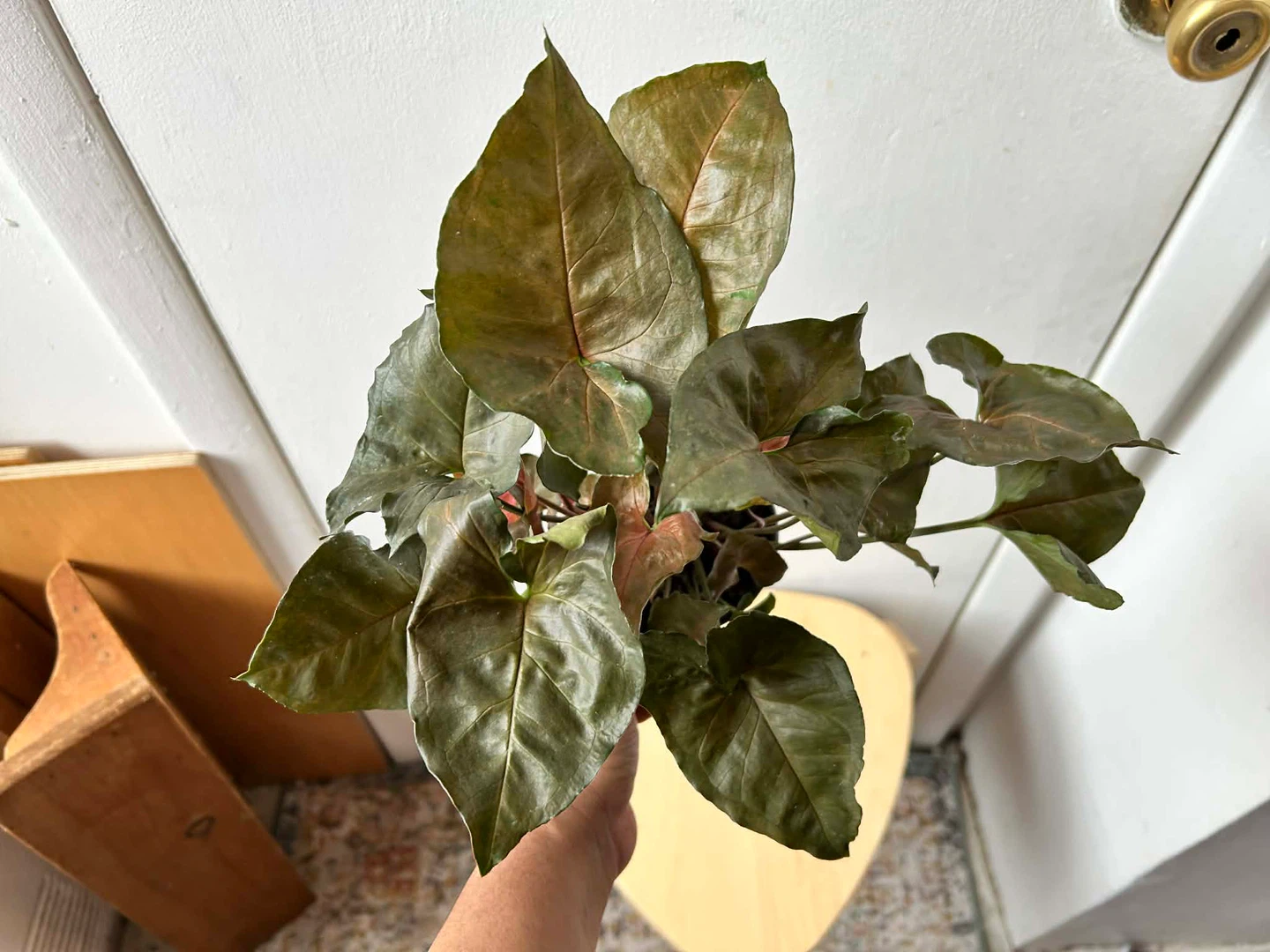 Syngonium - photo 3