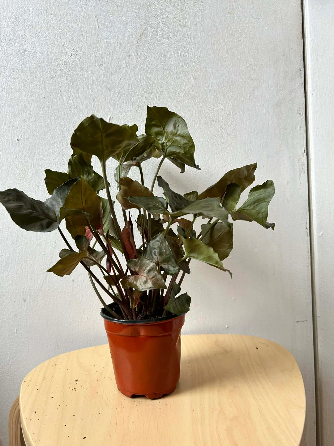 Syngonium - photo 4