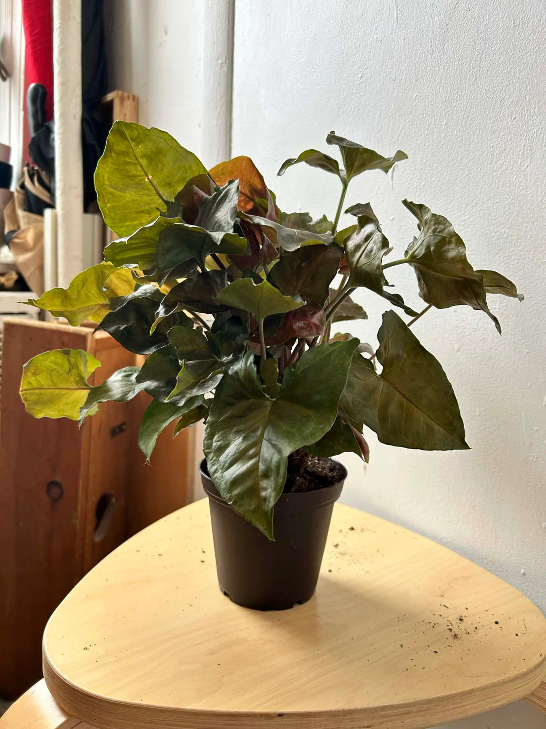 Syngonium - photo 5