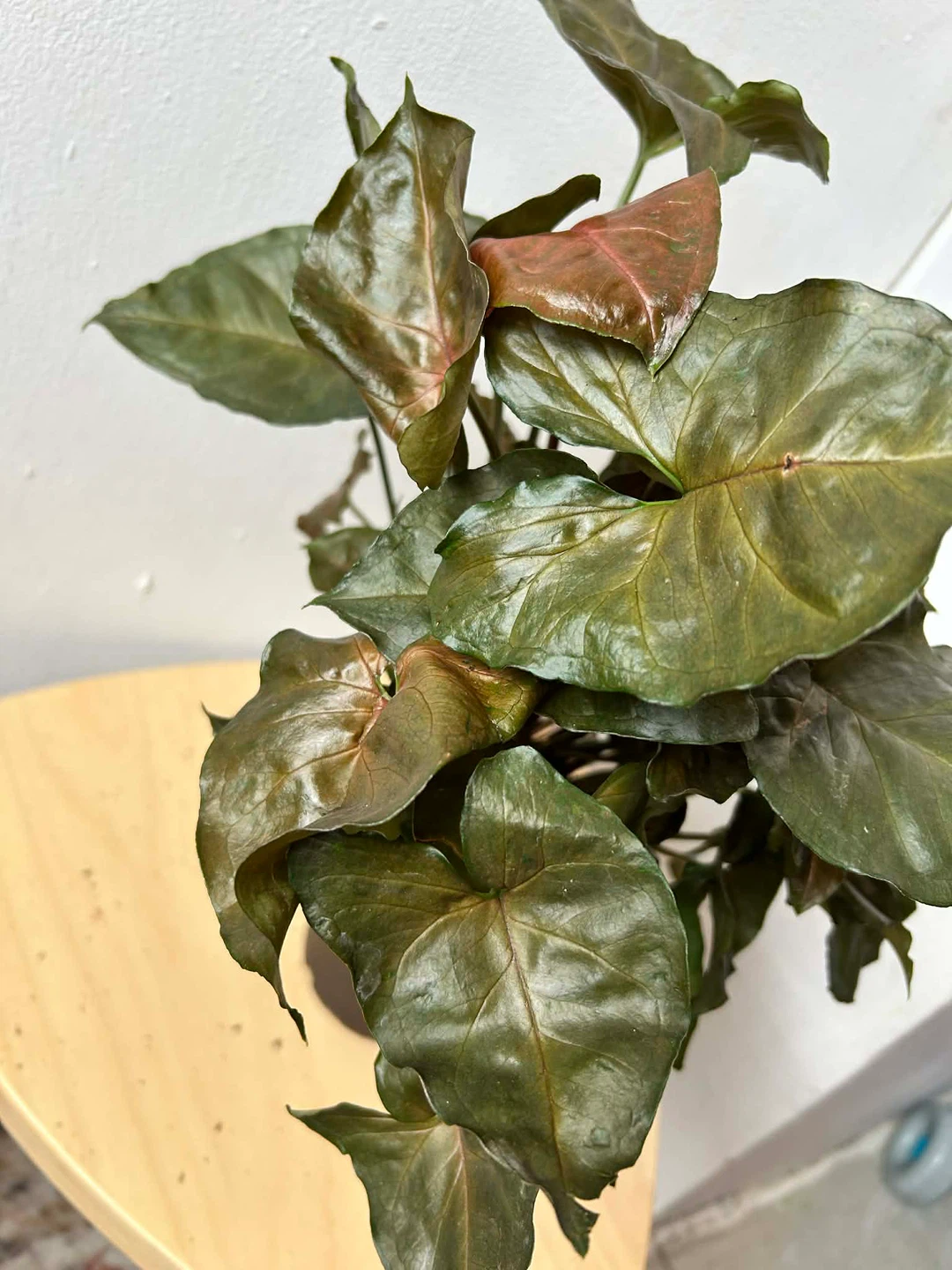 Syngonium - photo 4
