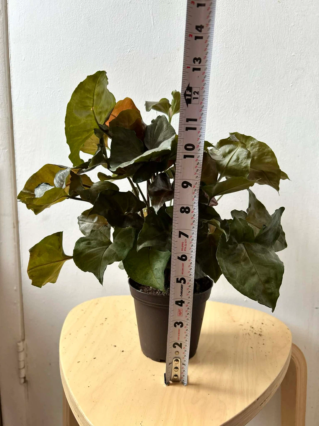 Syngonium - photo 2