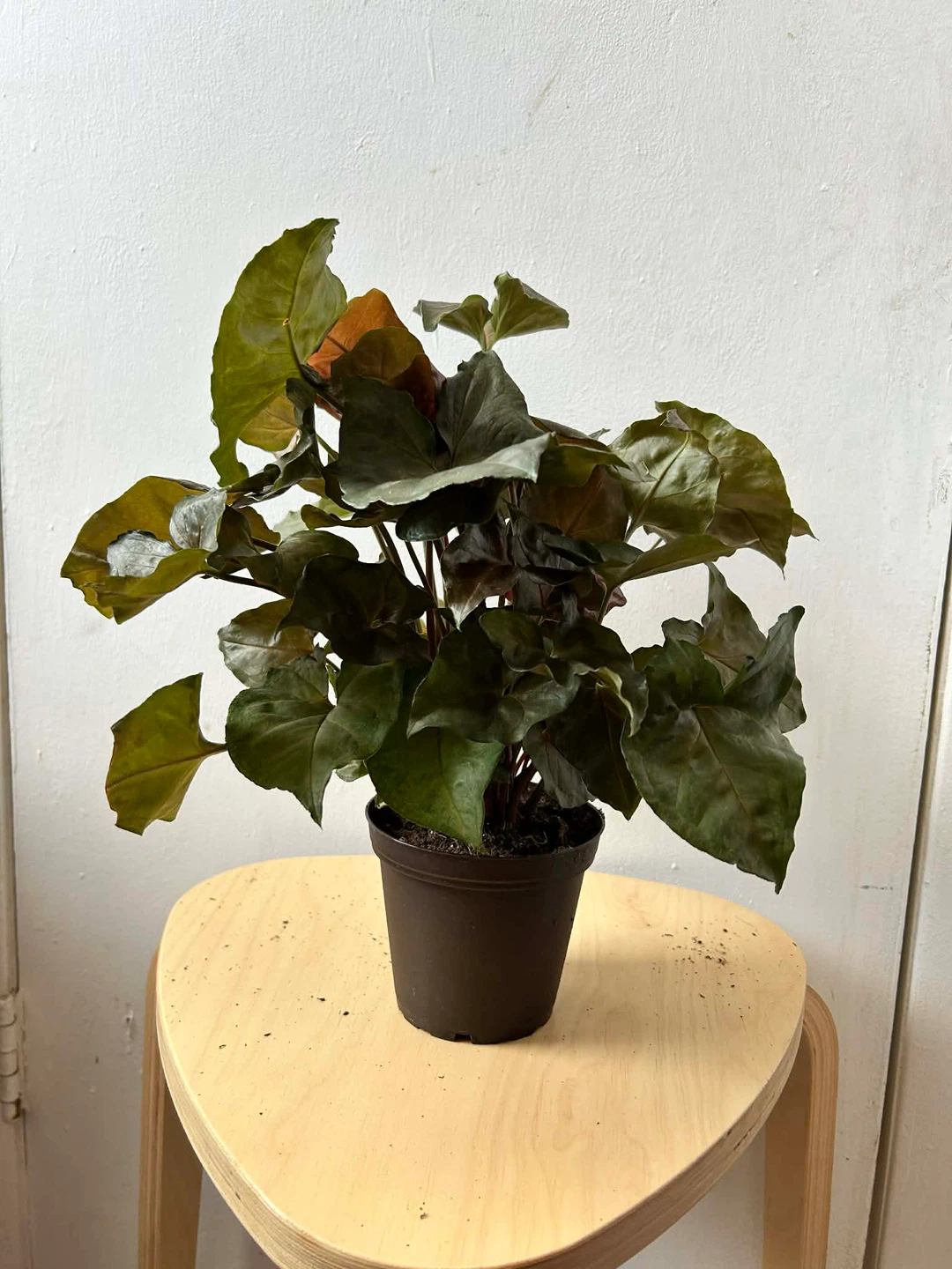 Syngonium - photo 3