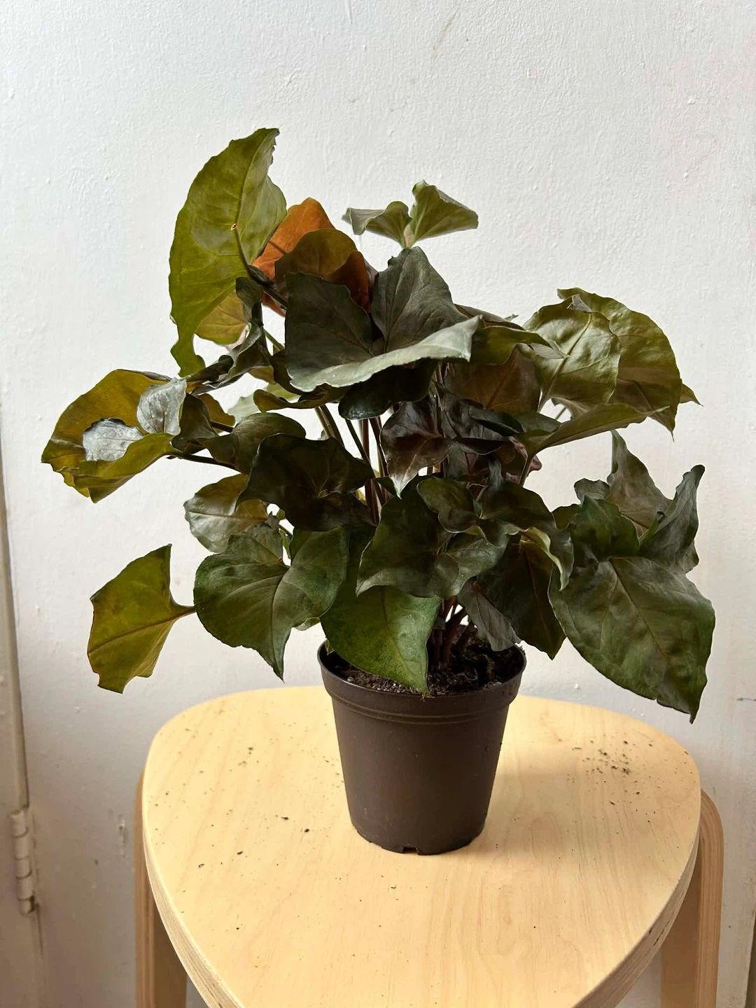 Syngonium