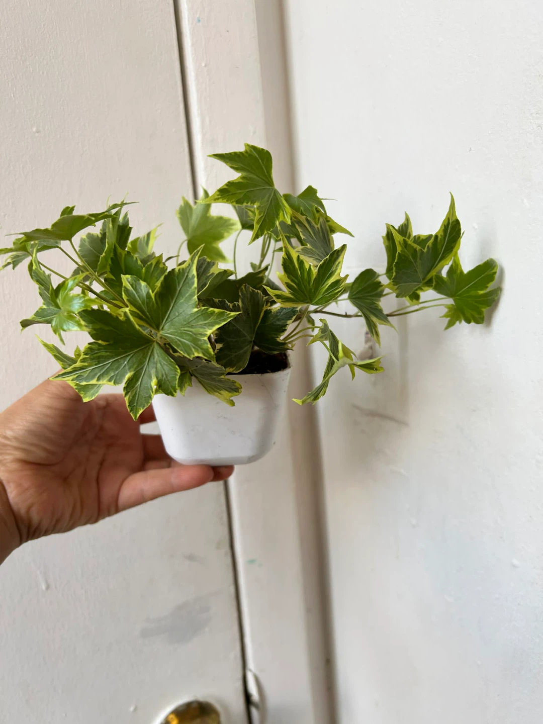 English Ivy