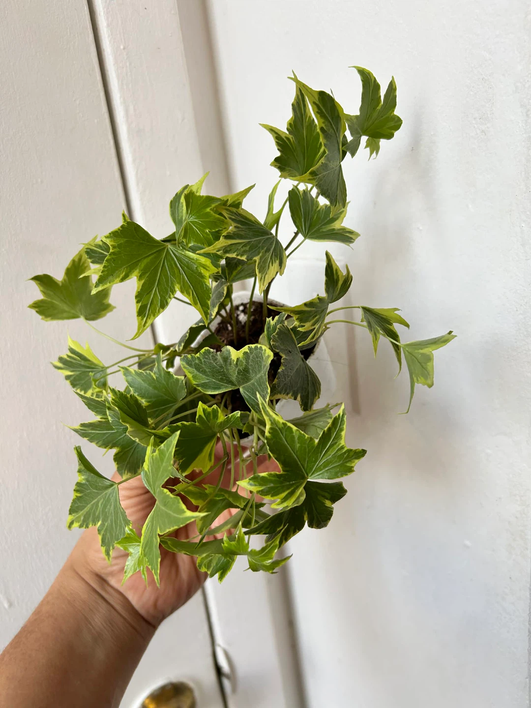 English Ivy - photo 4
