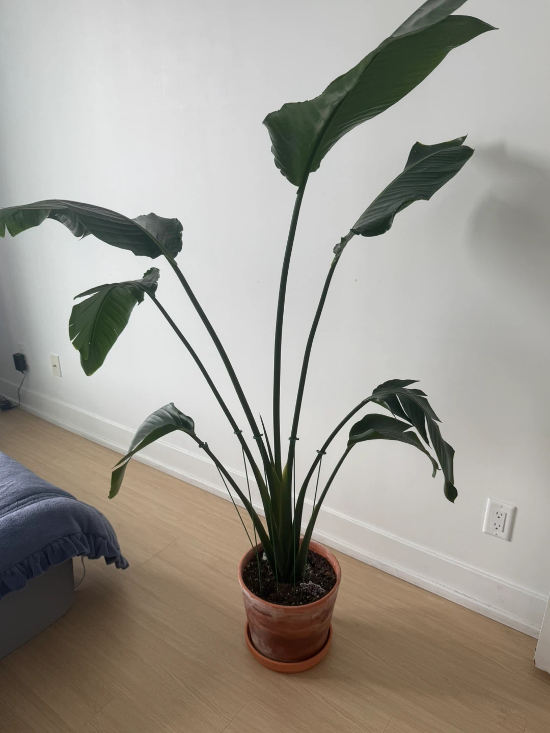 Bird of Paradise Plant + Terracotta Pot - photo 2