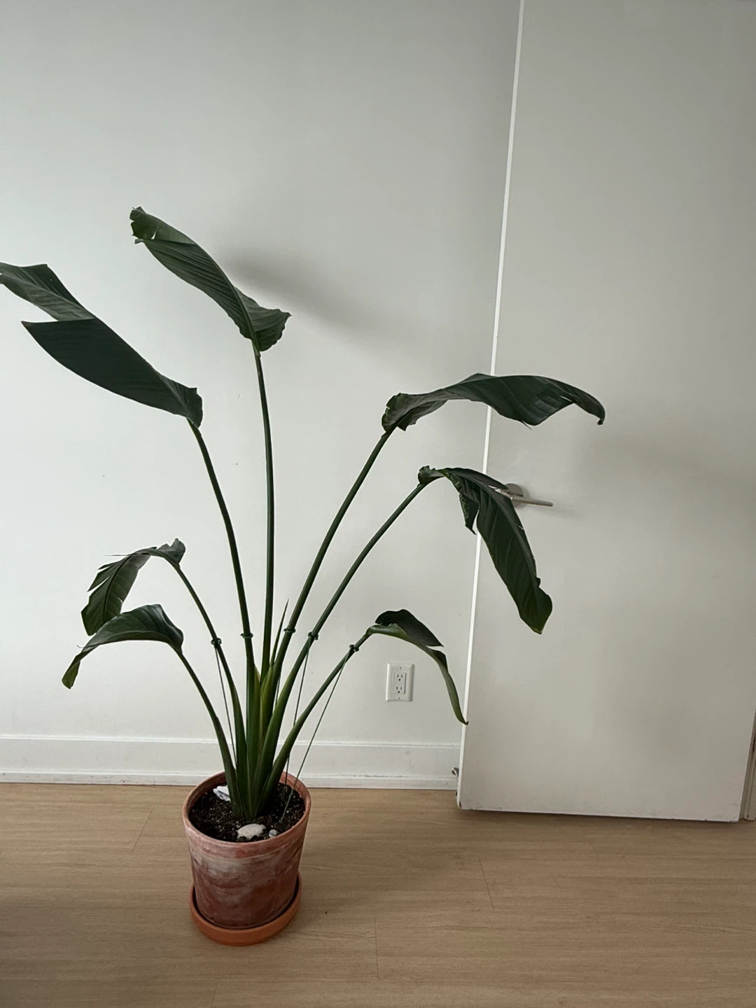 Bird of Paradise Plant + Terracotta Pot - photo 4
