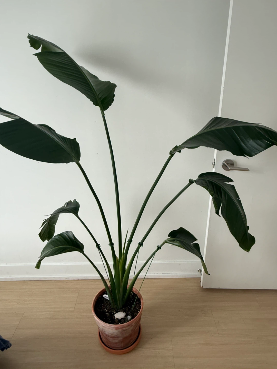 Bird of Paradise Plant + Terracotta Pot