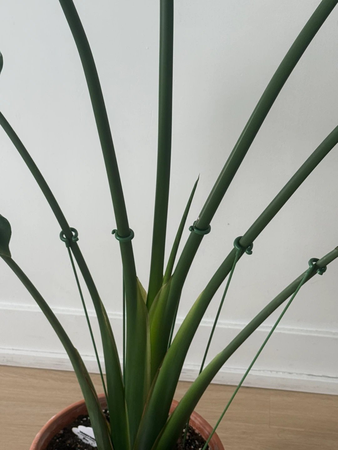 Bird of Paradise Plant + Terracotta Pot - photo 3