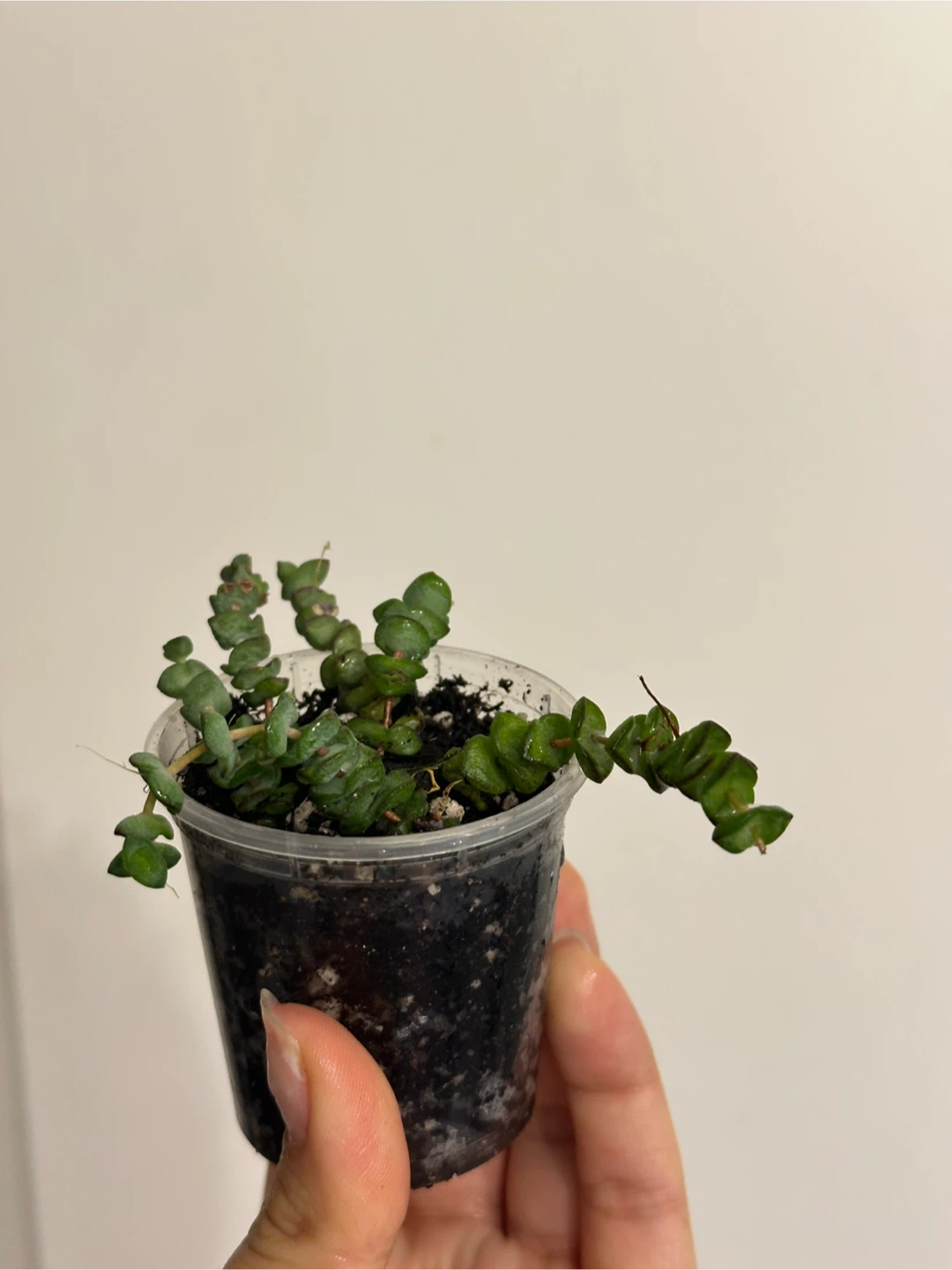 String of Buttons Plant - photo 2
