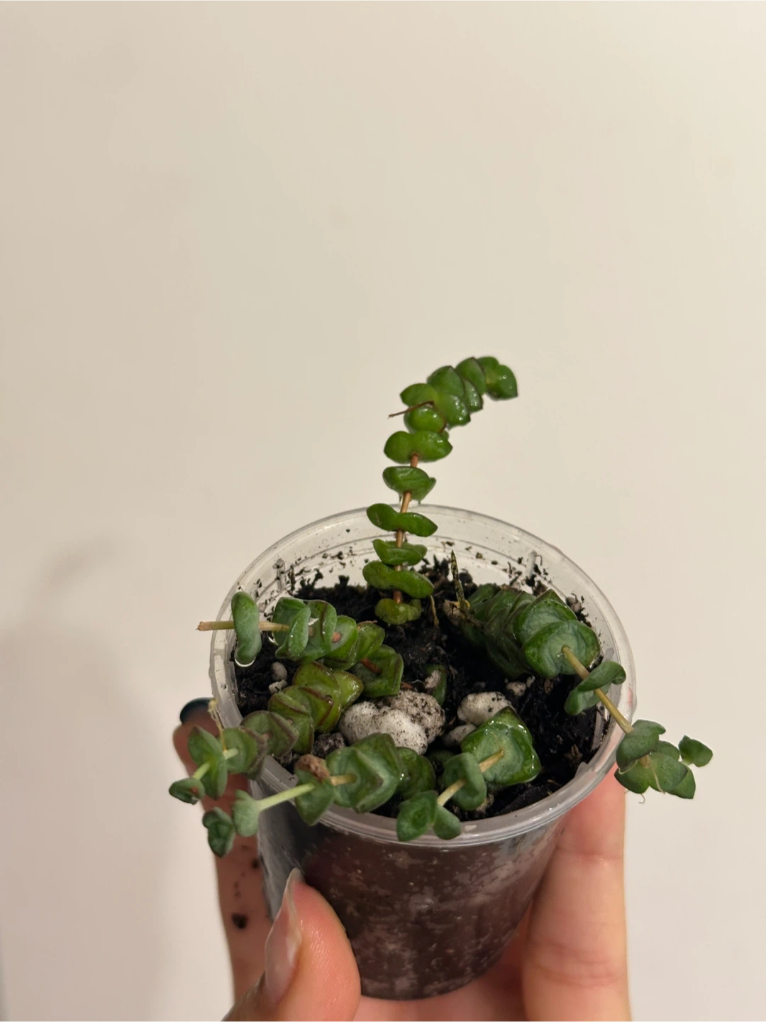 String of Buttons Plant