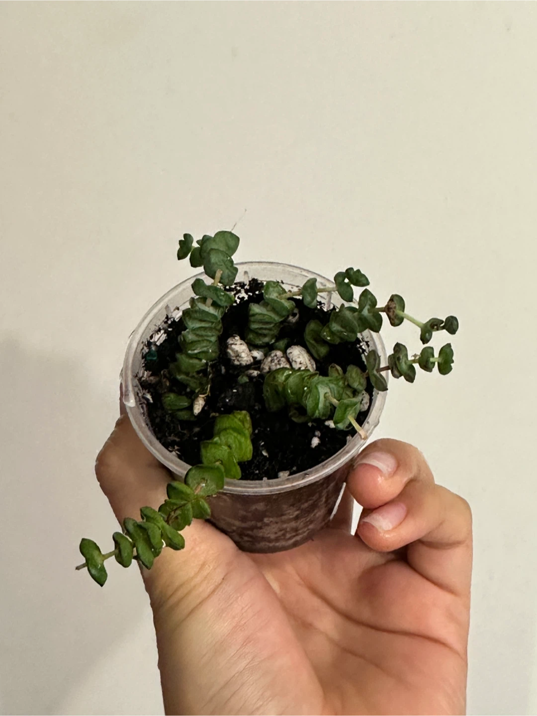 String of Buttons Plant - photo 3
