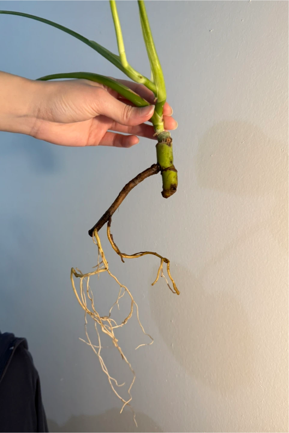 Monstera Deliciosa Plant in water - photo 2