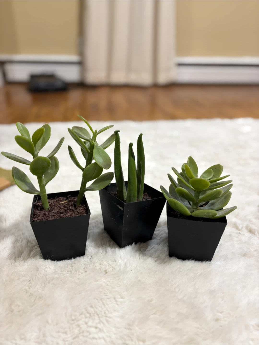 Three small succulents