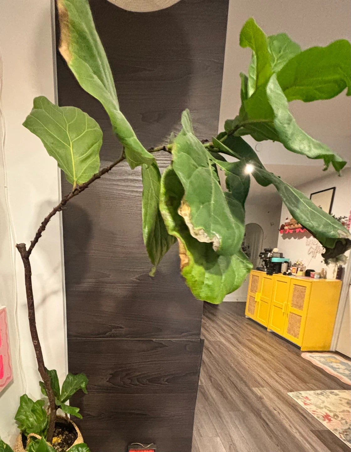 Fiddle Leaf Fig Plant
