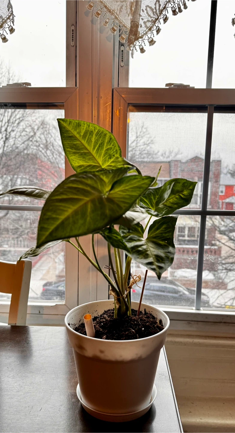 Syngonium Podophyllum Arrowhead Plant