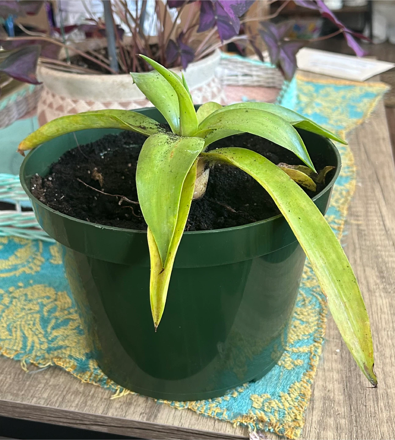 Century house Potted Plant in Green Pot