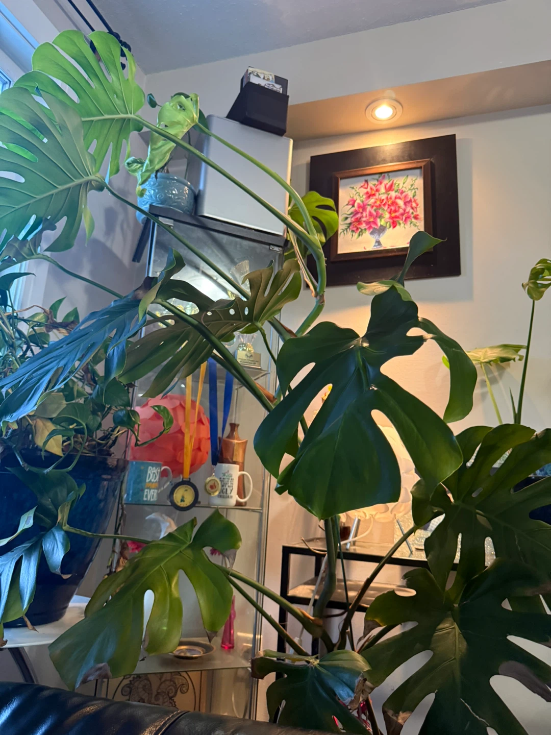 Monstera Deliciosa Houseplant(6-7 feet tall )