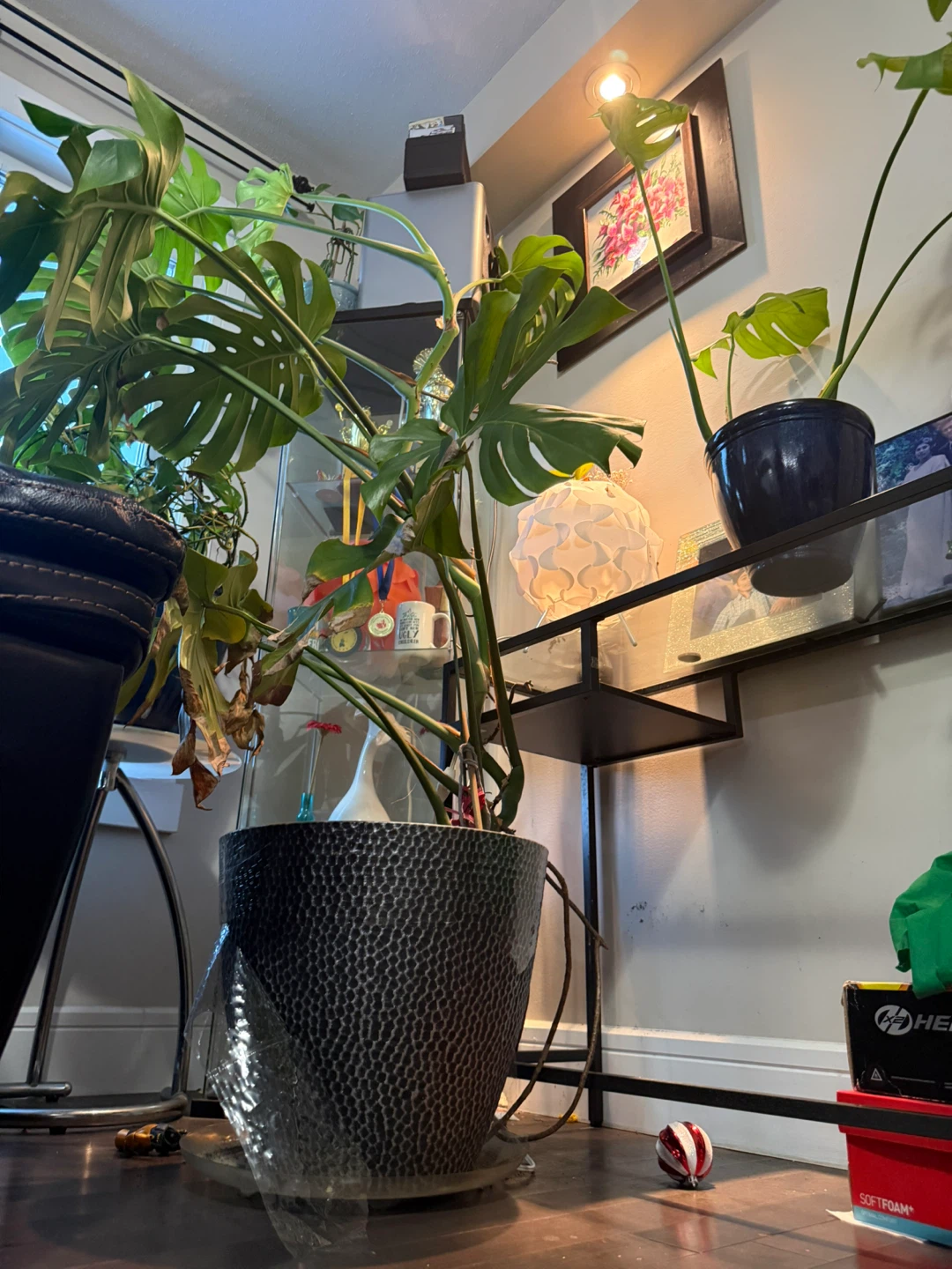 Monstera Deliciosa Houseplant(6-7 feet tall ) - photo 2