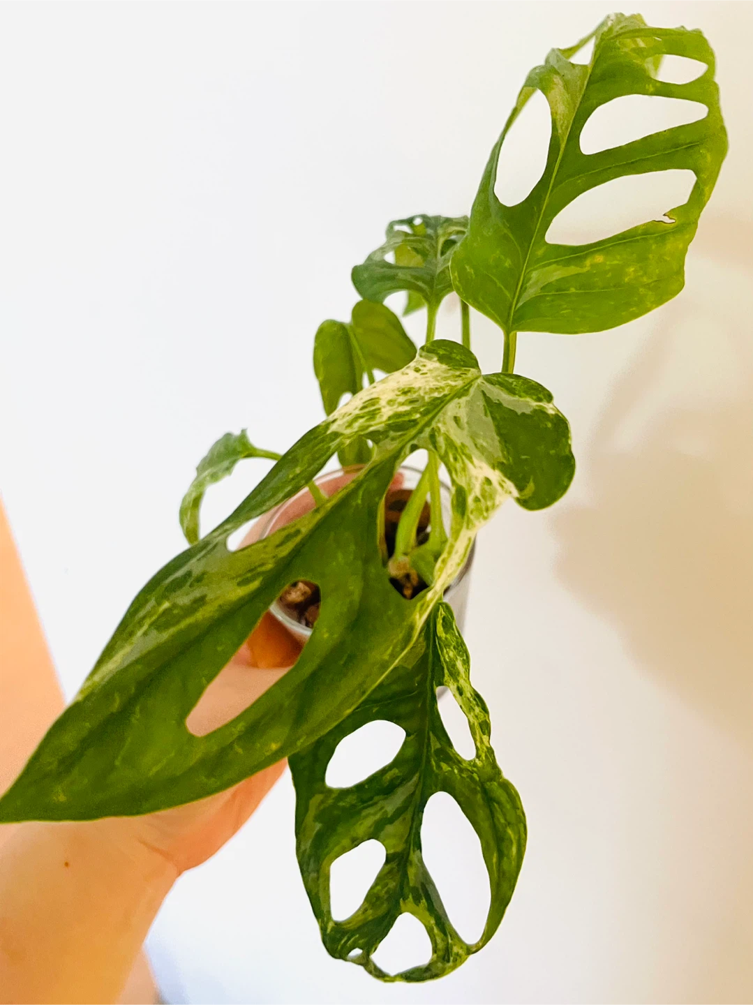 Monstera Adansonii mint Plant - photo 2