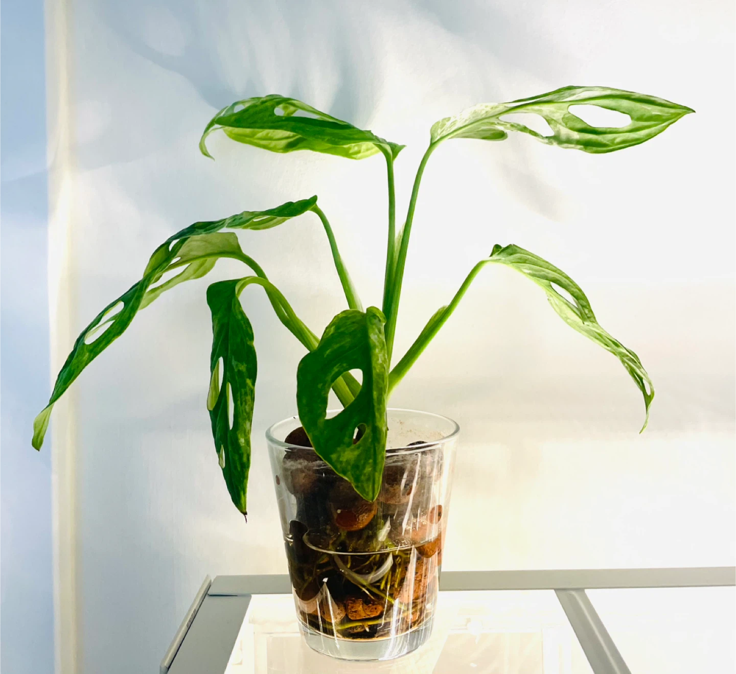 Monstera Adansonii mint Plant