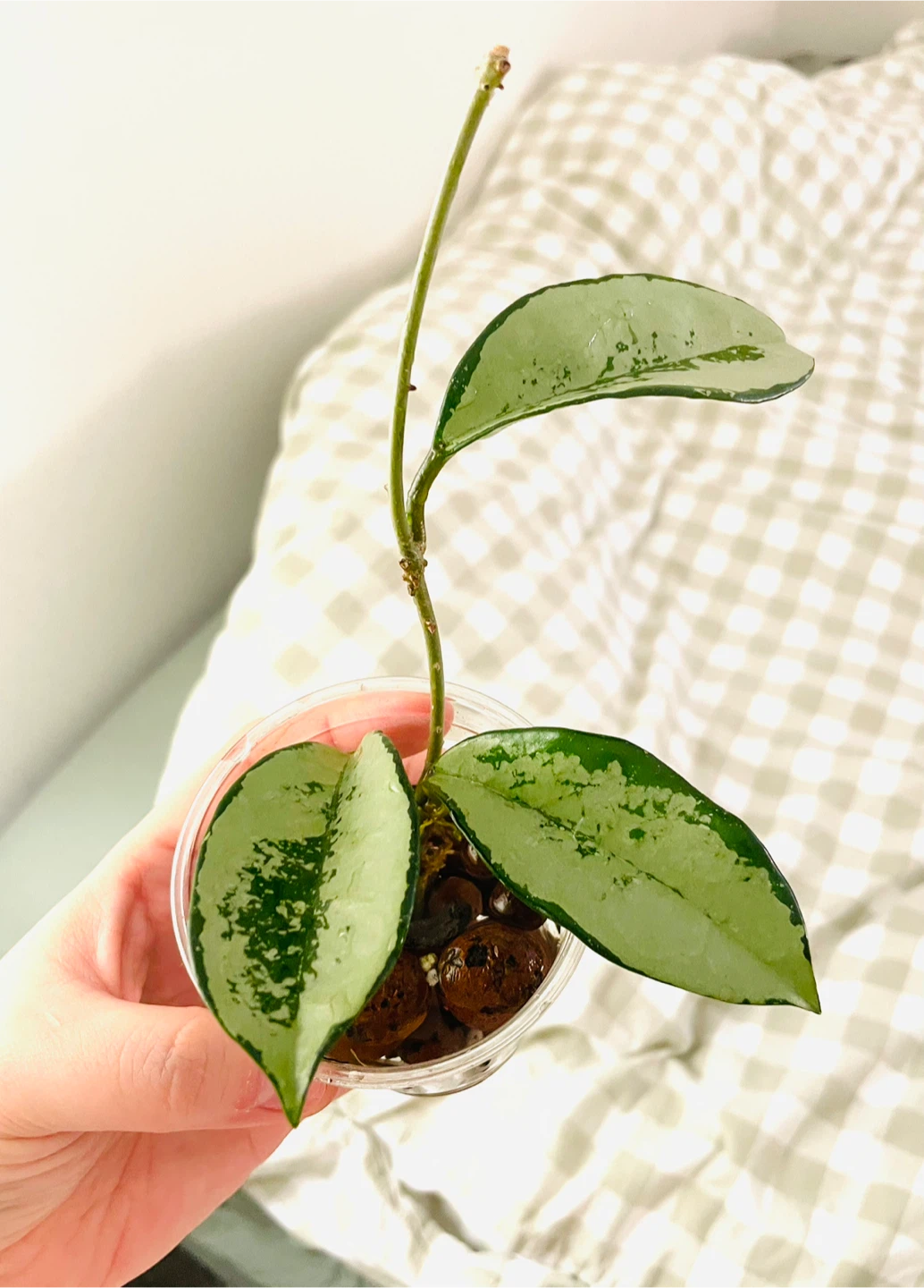 Hoya AH-074 (Silver/Grey Ghost)