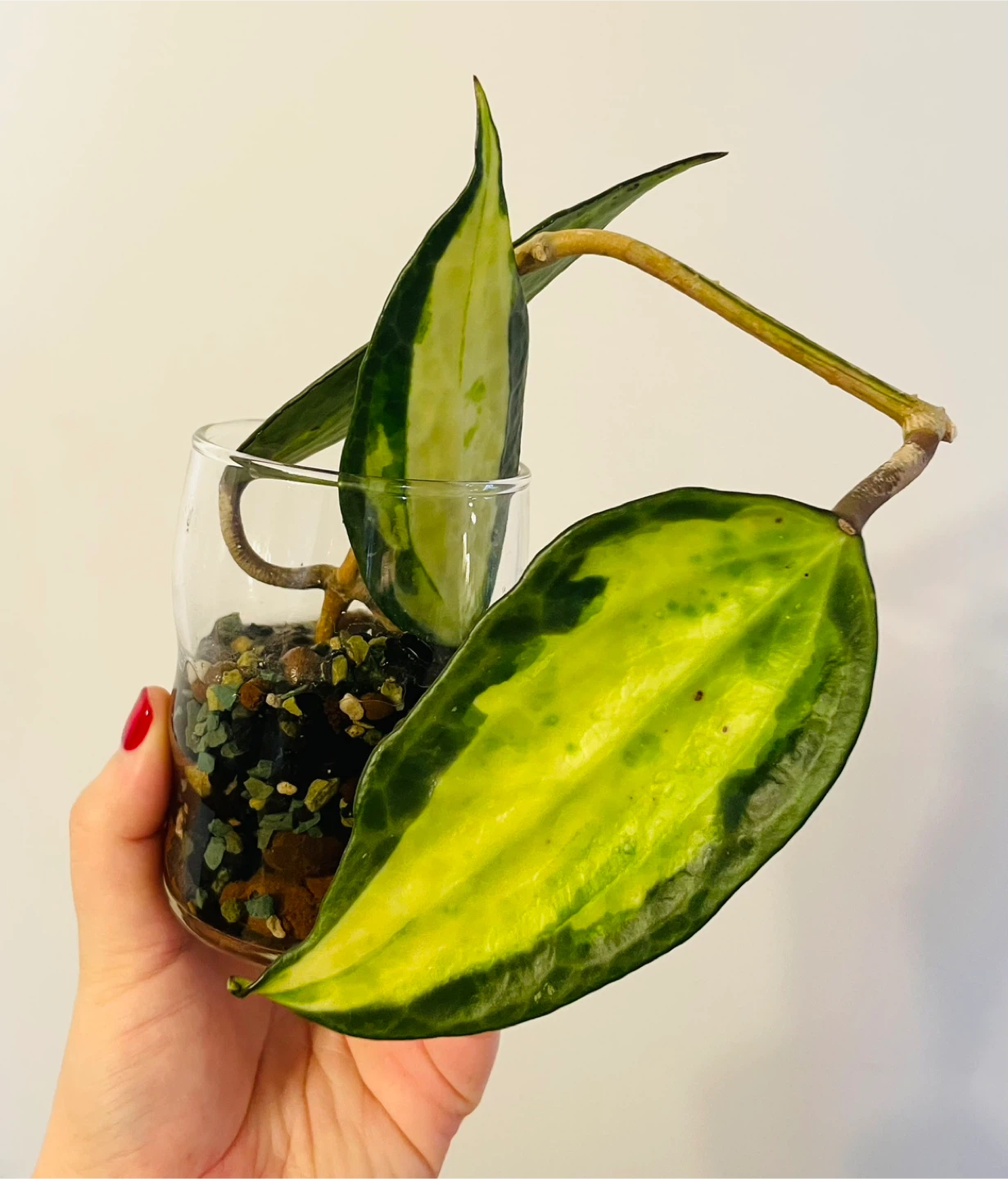 Hoya Latifolia Inner Variegated (Macrophylla) - Established - photo 2