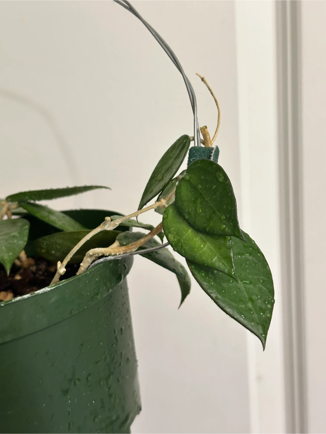 Hoya Black Margin Plant - photo 3
