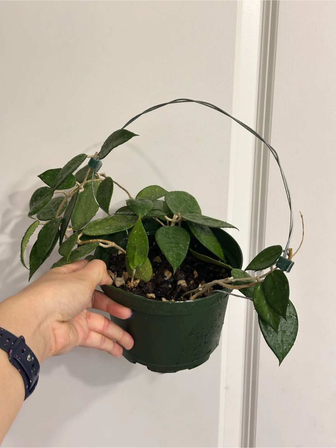 Hoya Black Margin Plant