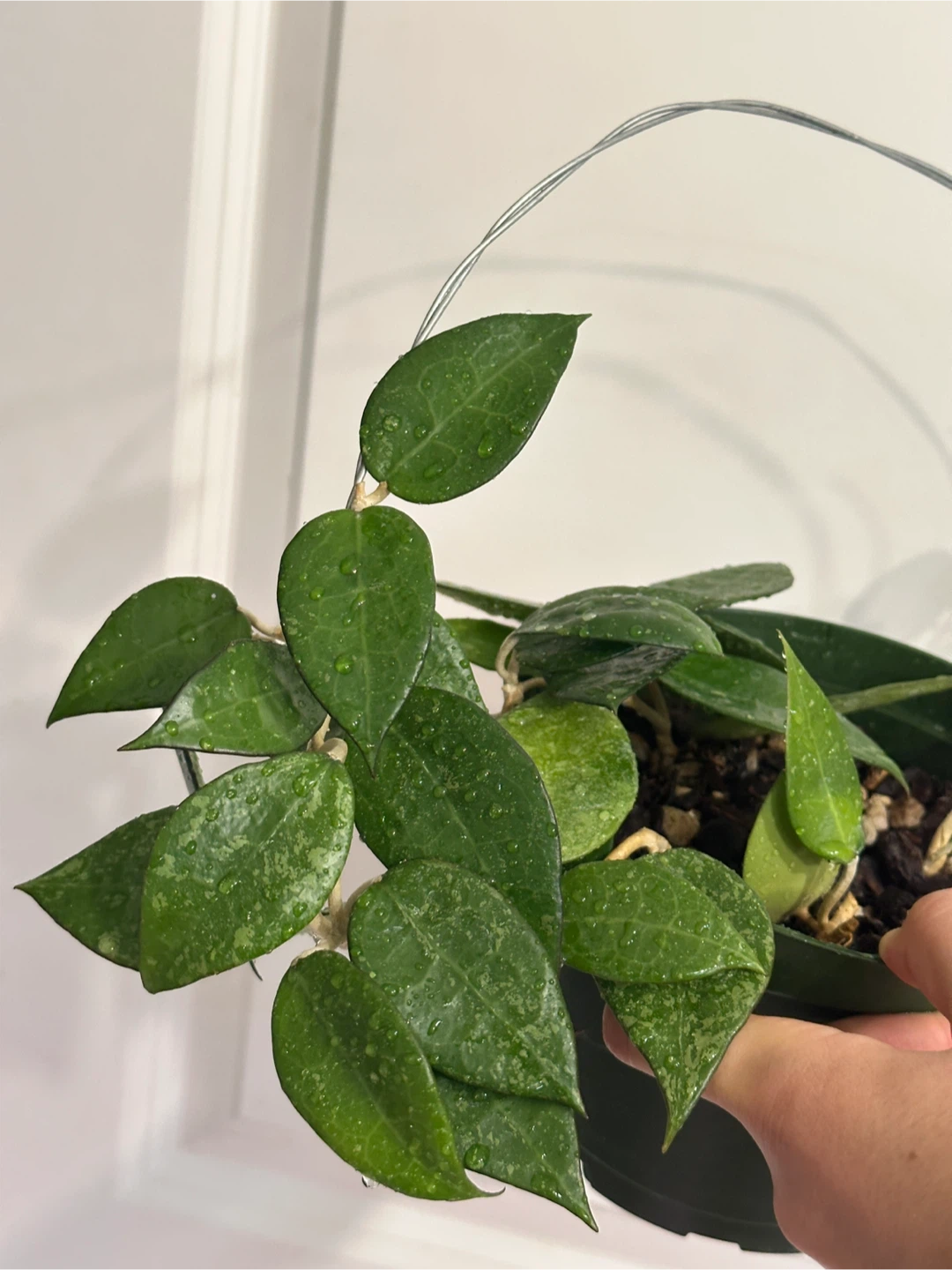 Hoya Black Margin Plant - photo 2