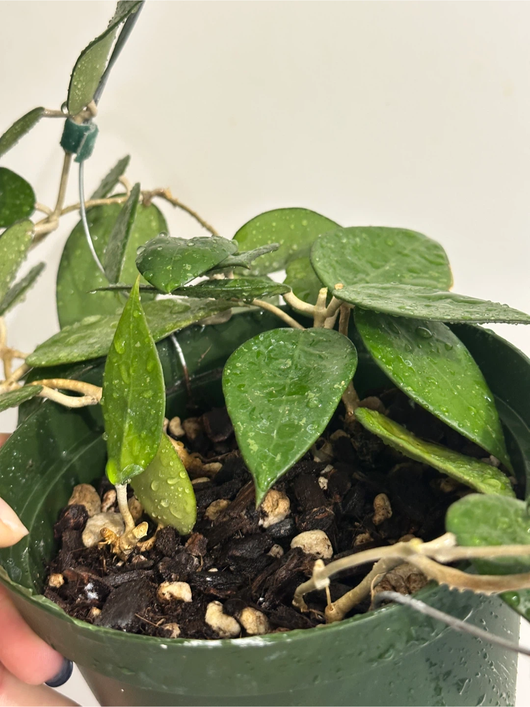 Hoya Black Margin Plant - photo 4