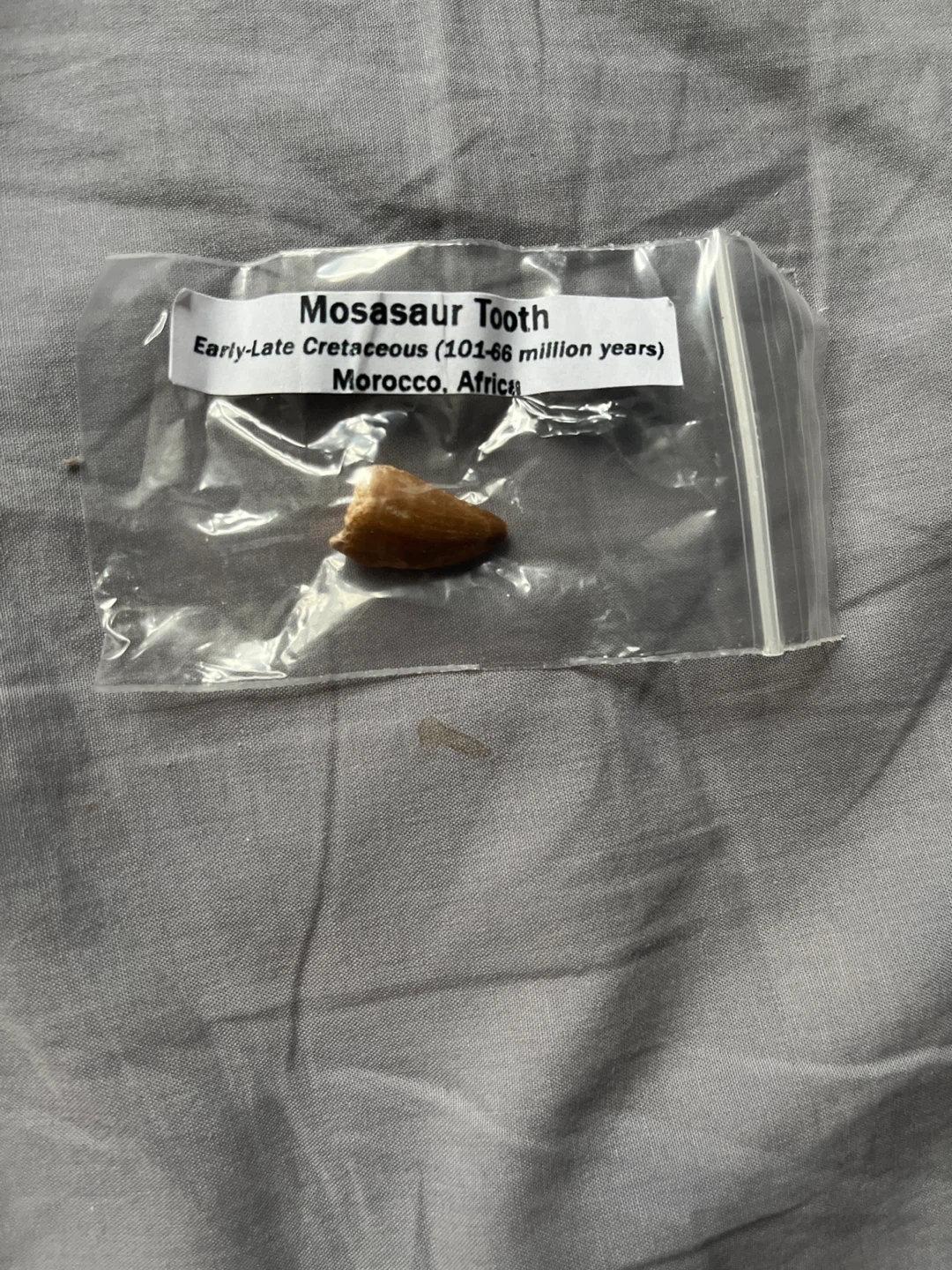 Mosasaurs Tooth - Early-Late Cretaceous Fossil