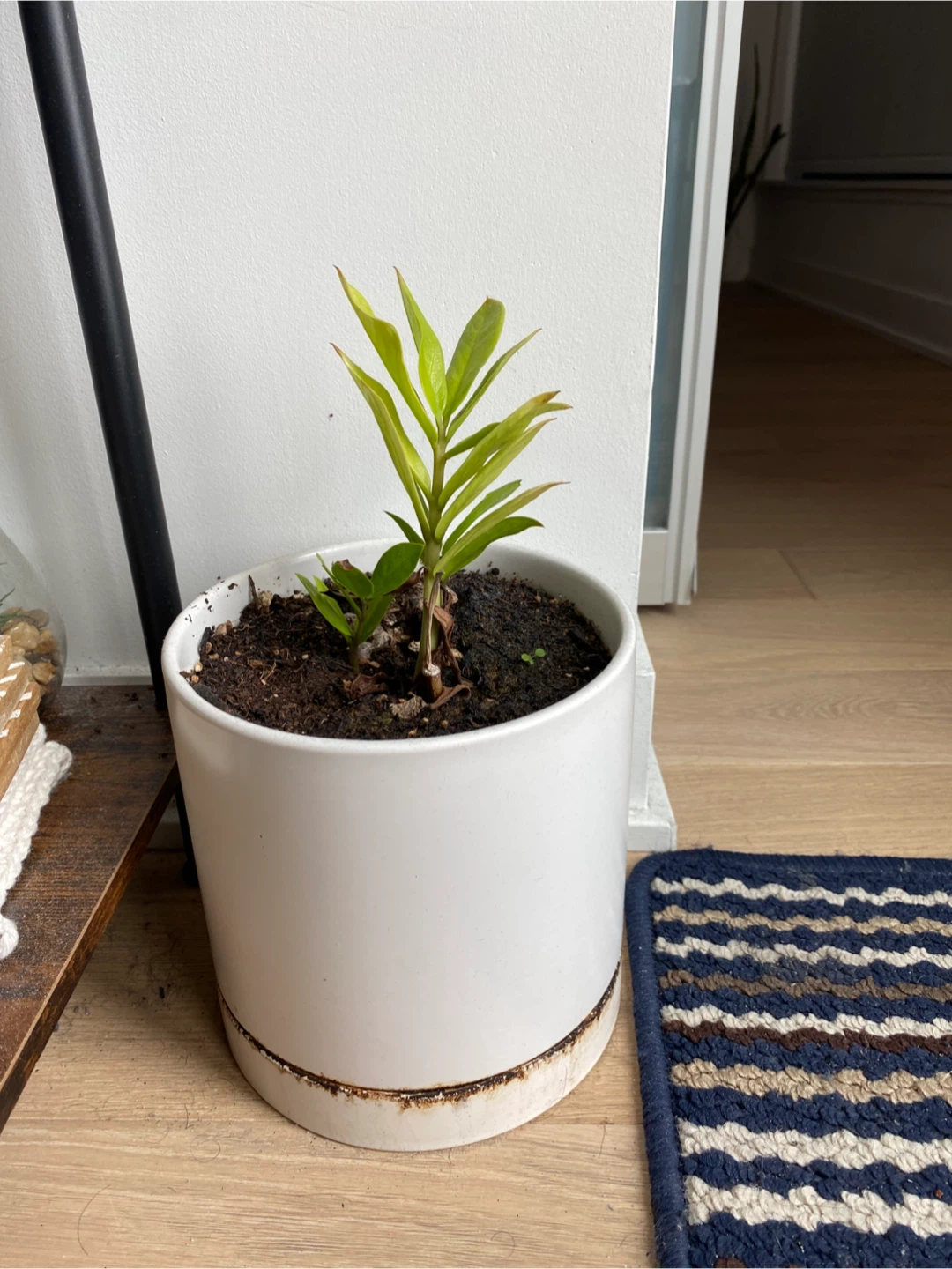 ZZ plant with pot