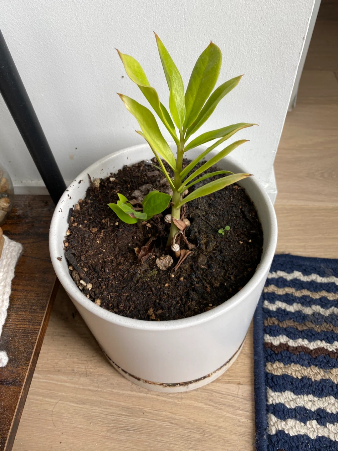 ZZ plant with pot - photo 2