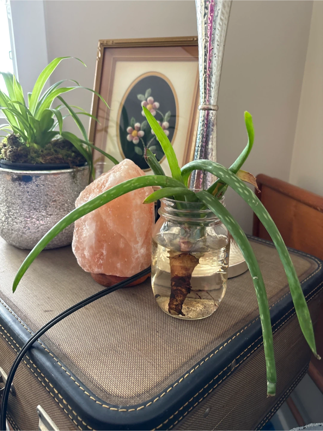Free Aloe Vera Plant