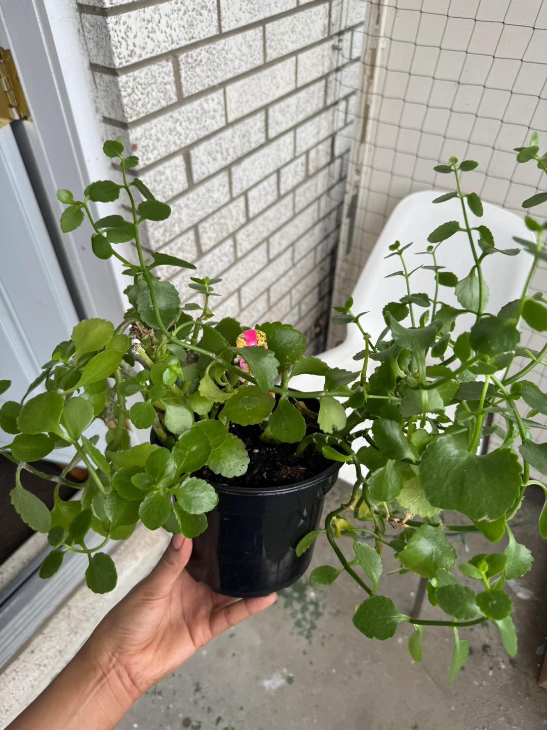 Green Potted Plant - photo 3