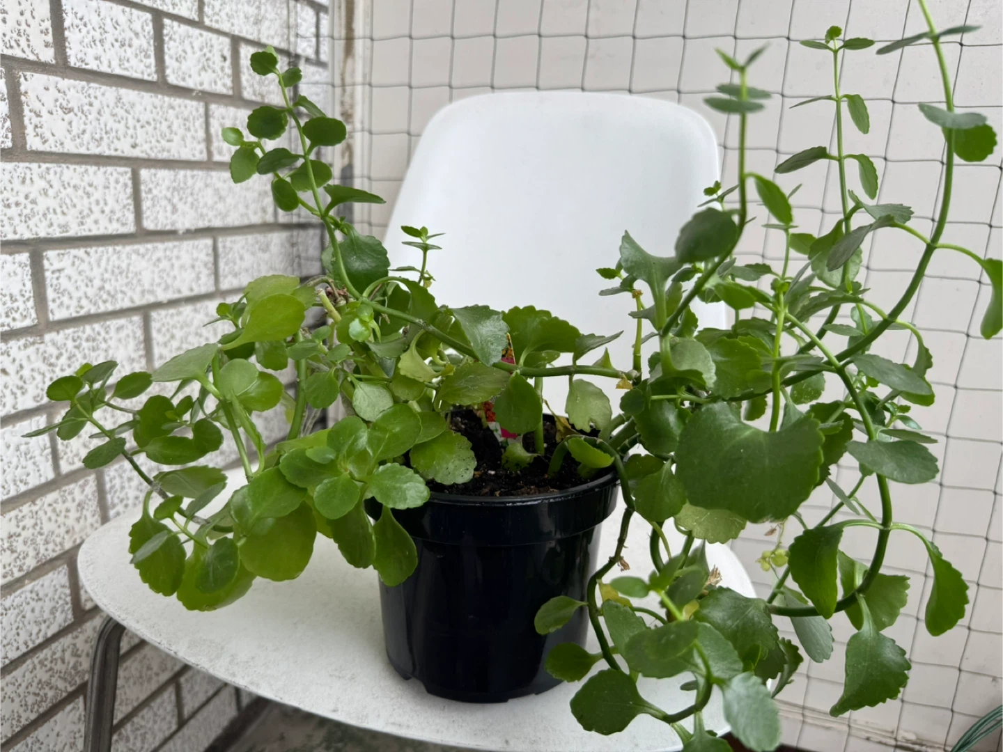 Green Potted Plant
