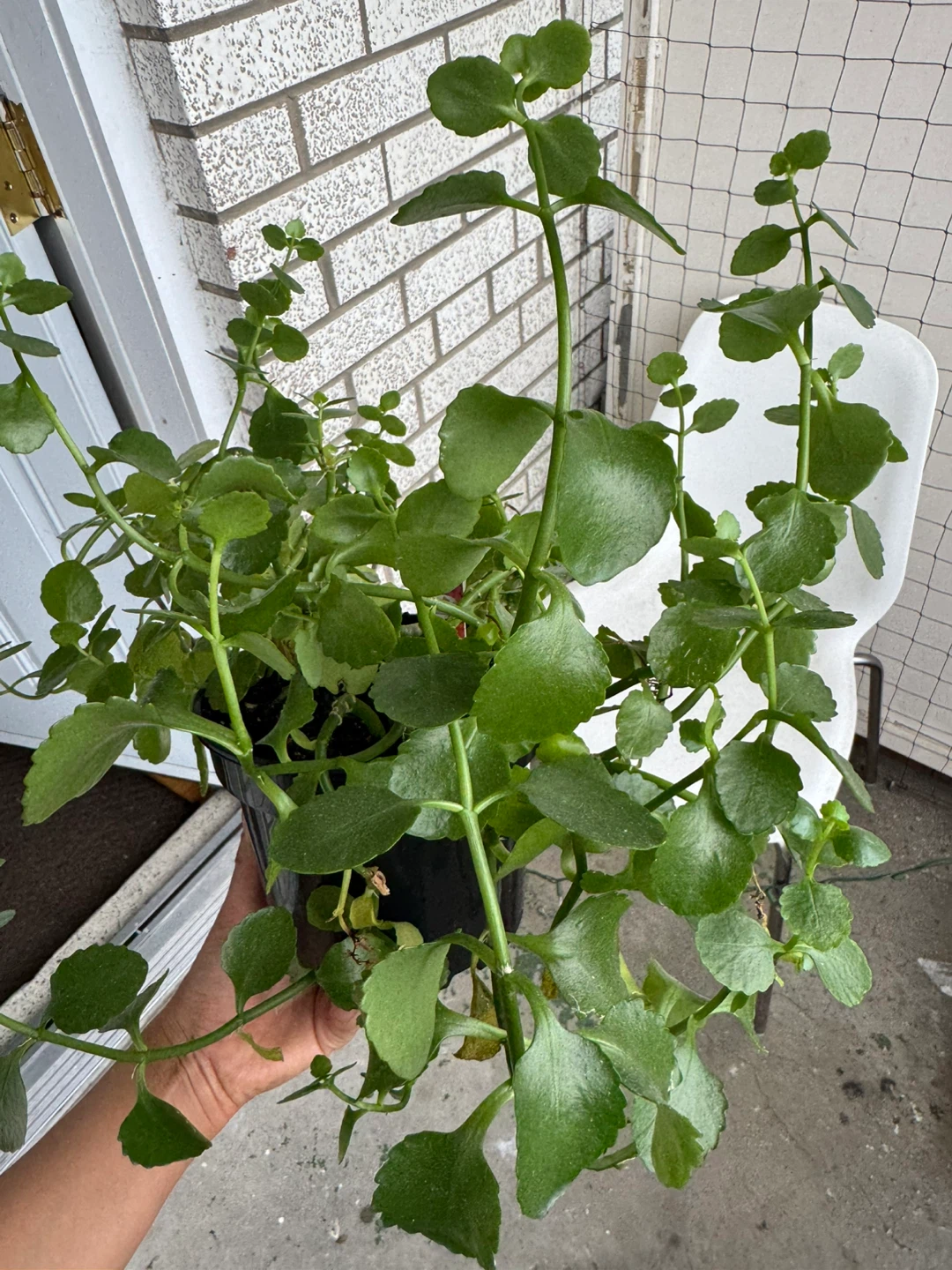 Green Potted Plant - photo 2