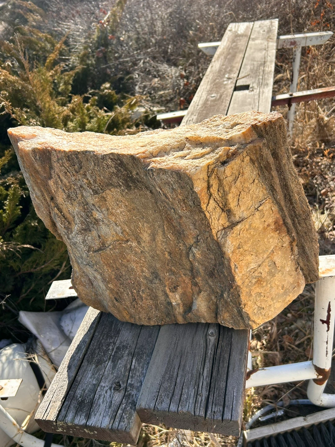 Petrified wood - photo 3