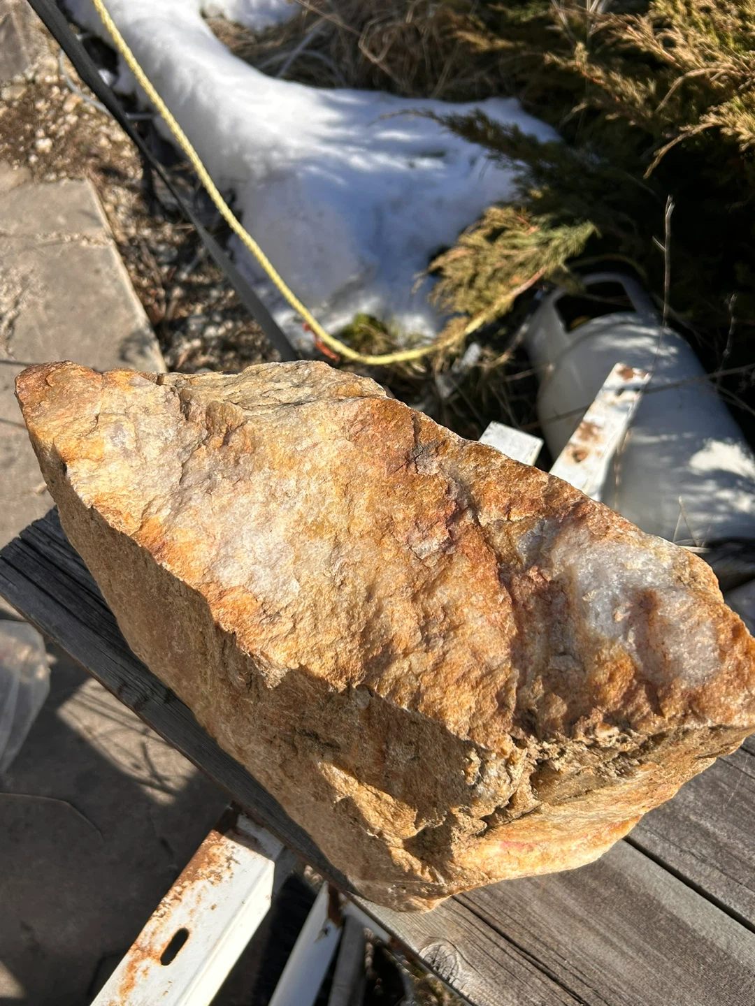 Petrified wood