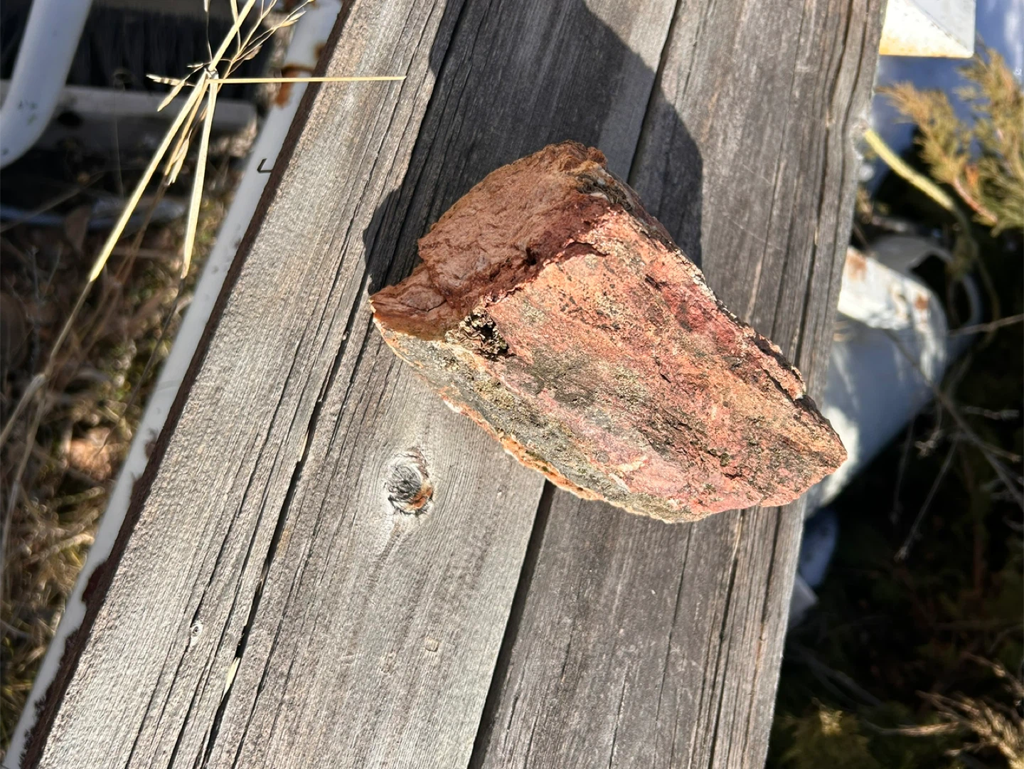 Petrified wood