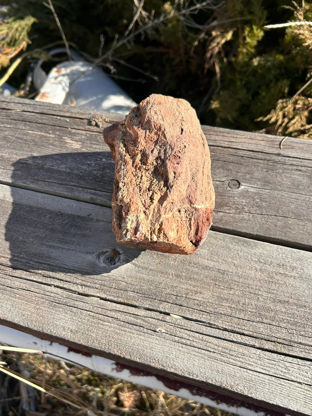 Petrified wood - photo 2