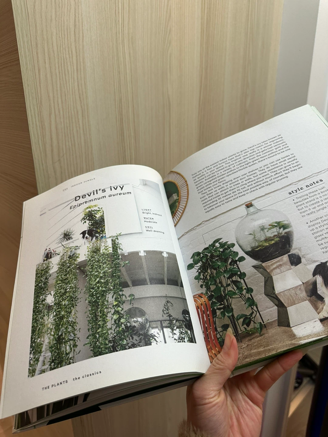 The Leaf Supply Guide to Creating Your Indoor Jungle Book - photo 4