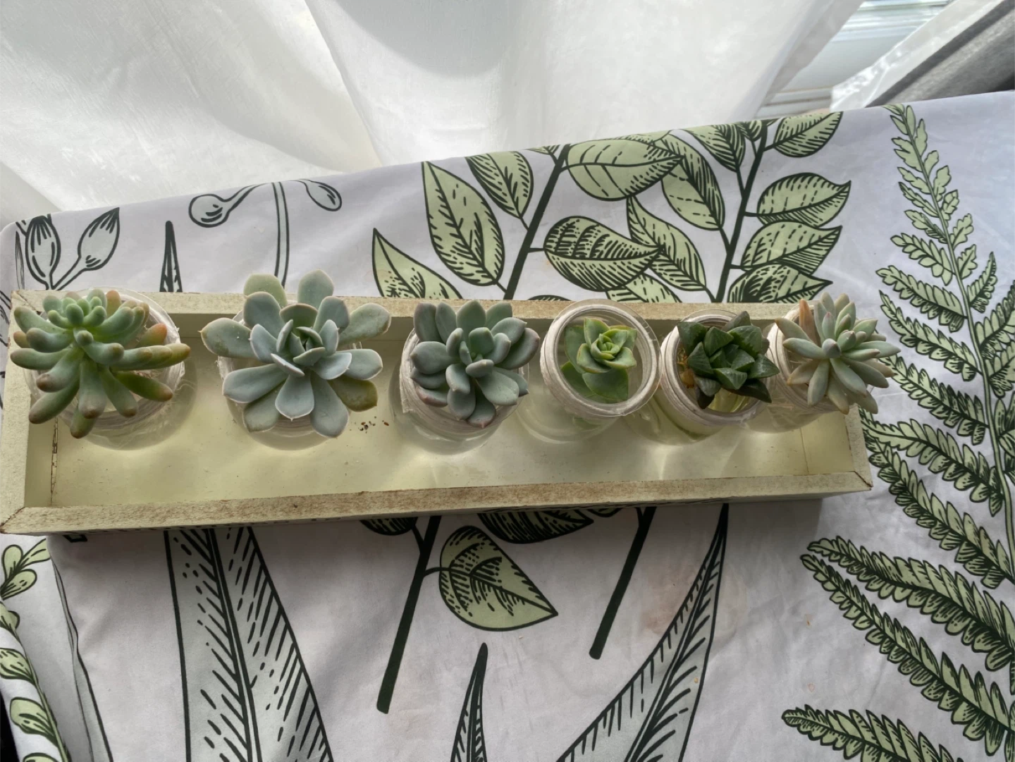 Set of 5 Succulents in Glass Jars