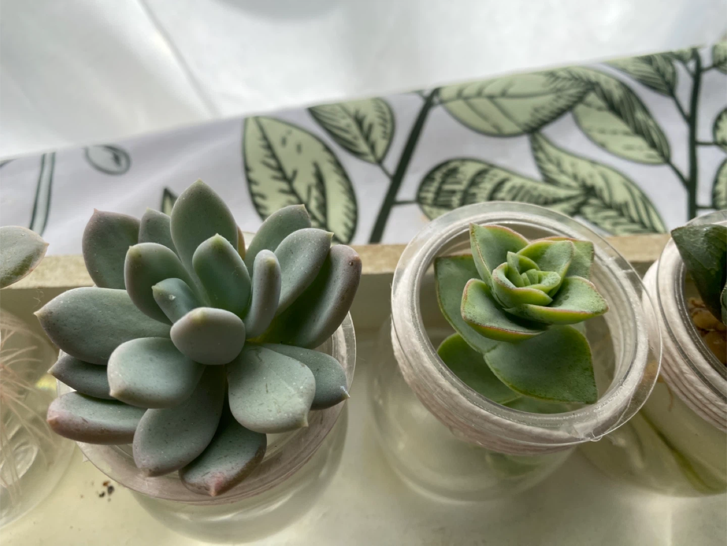 Set of 5 Succulents in Glass Jars - photo 5