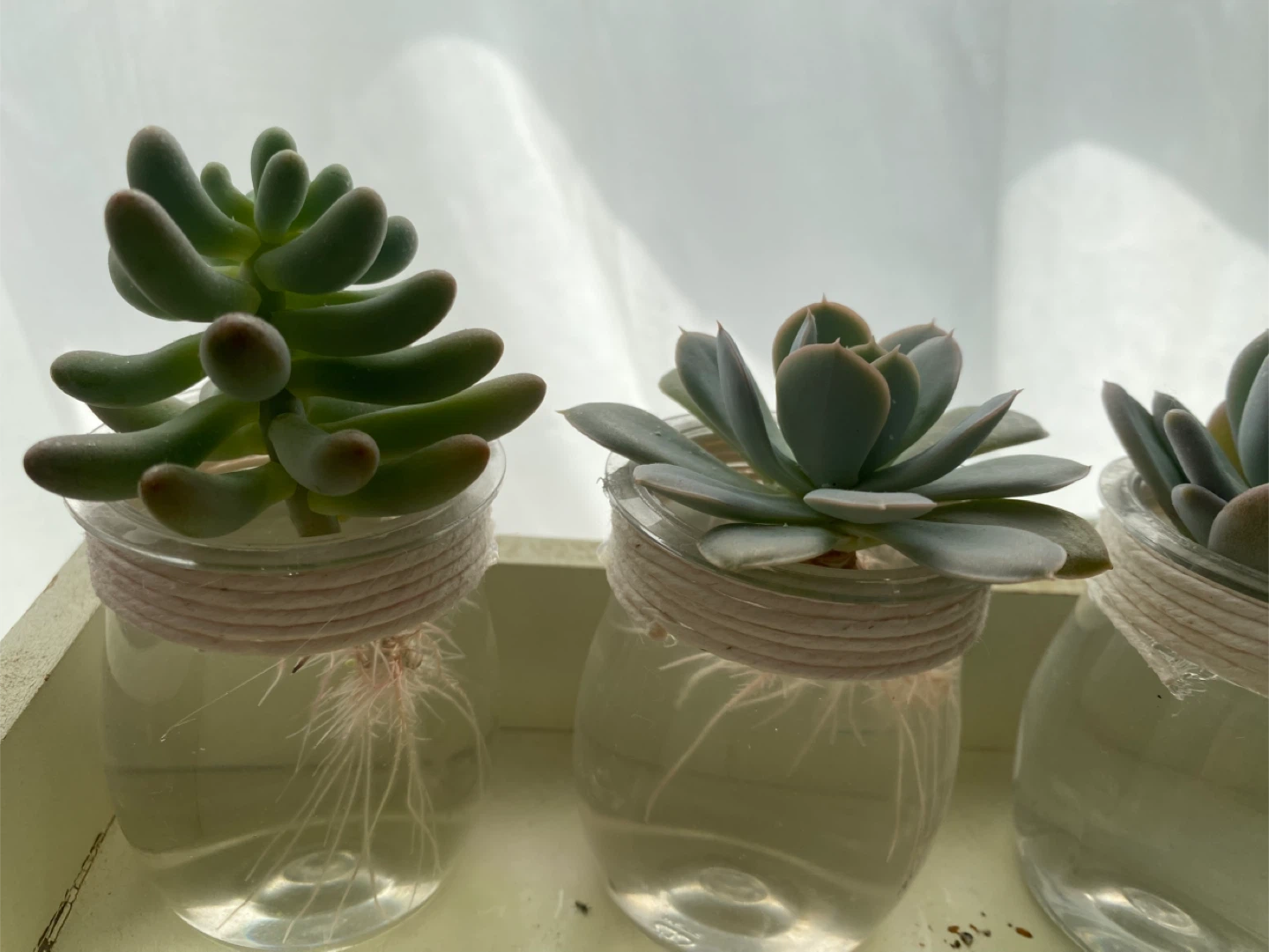 Set of 5 Succulents in Glass Jars - photo 4