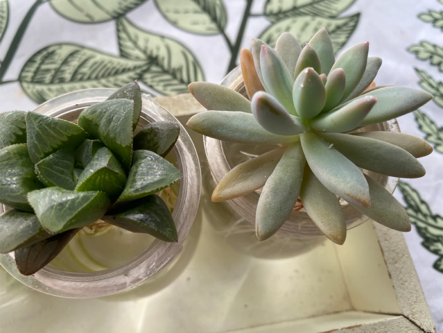 Set of 5 Succulents in Glass Jars - photo 2