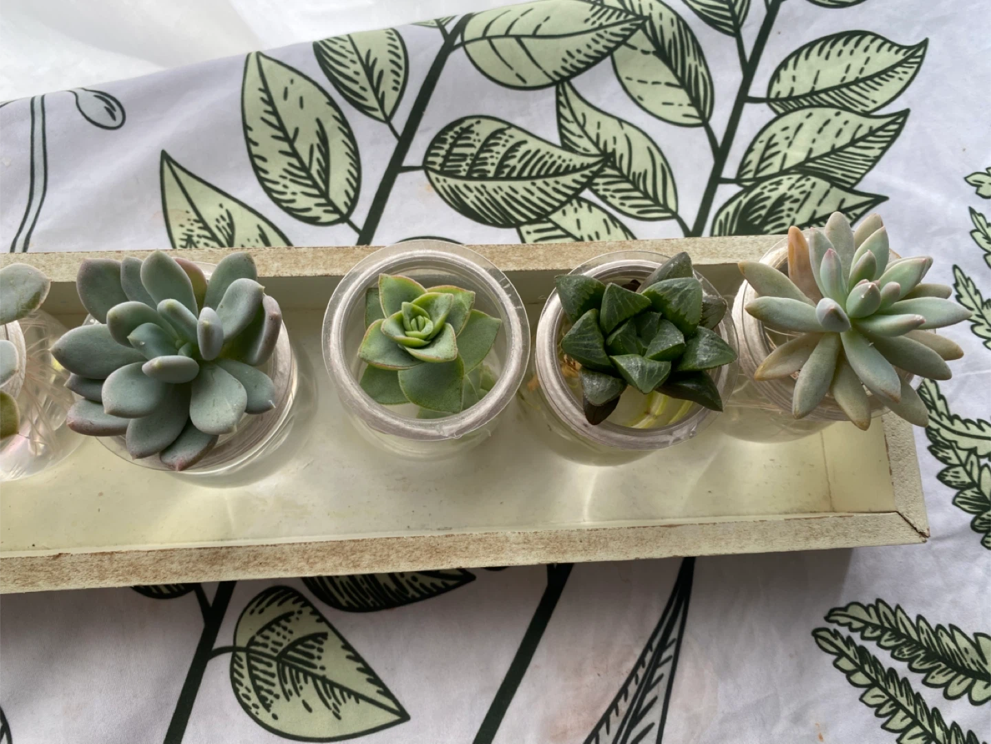 Set of 5 Succulents in Glass Jars - photo 3